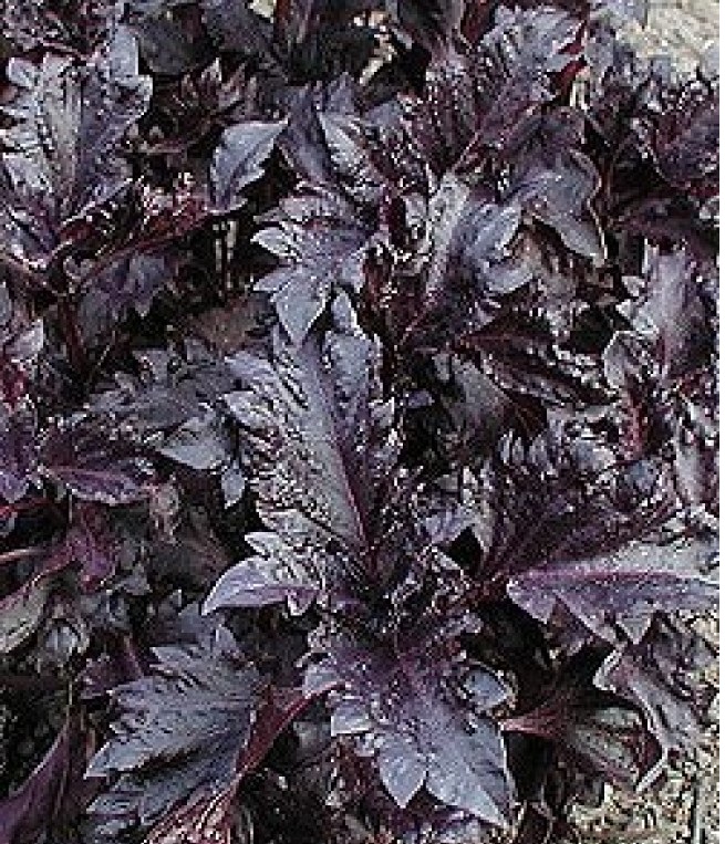 Purple Ruffles Basil Seeds - (Ocimum basilicum) - Click Image to Close